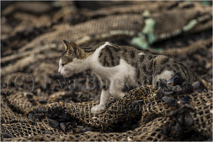 Musseljakt - foto av Eva Bucksch